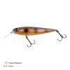540044 Dundee 13 5cm 5m SP Spotted Bullhead