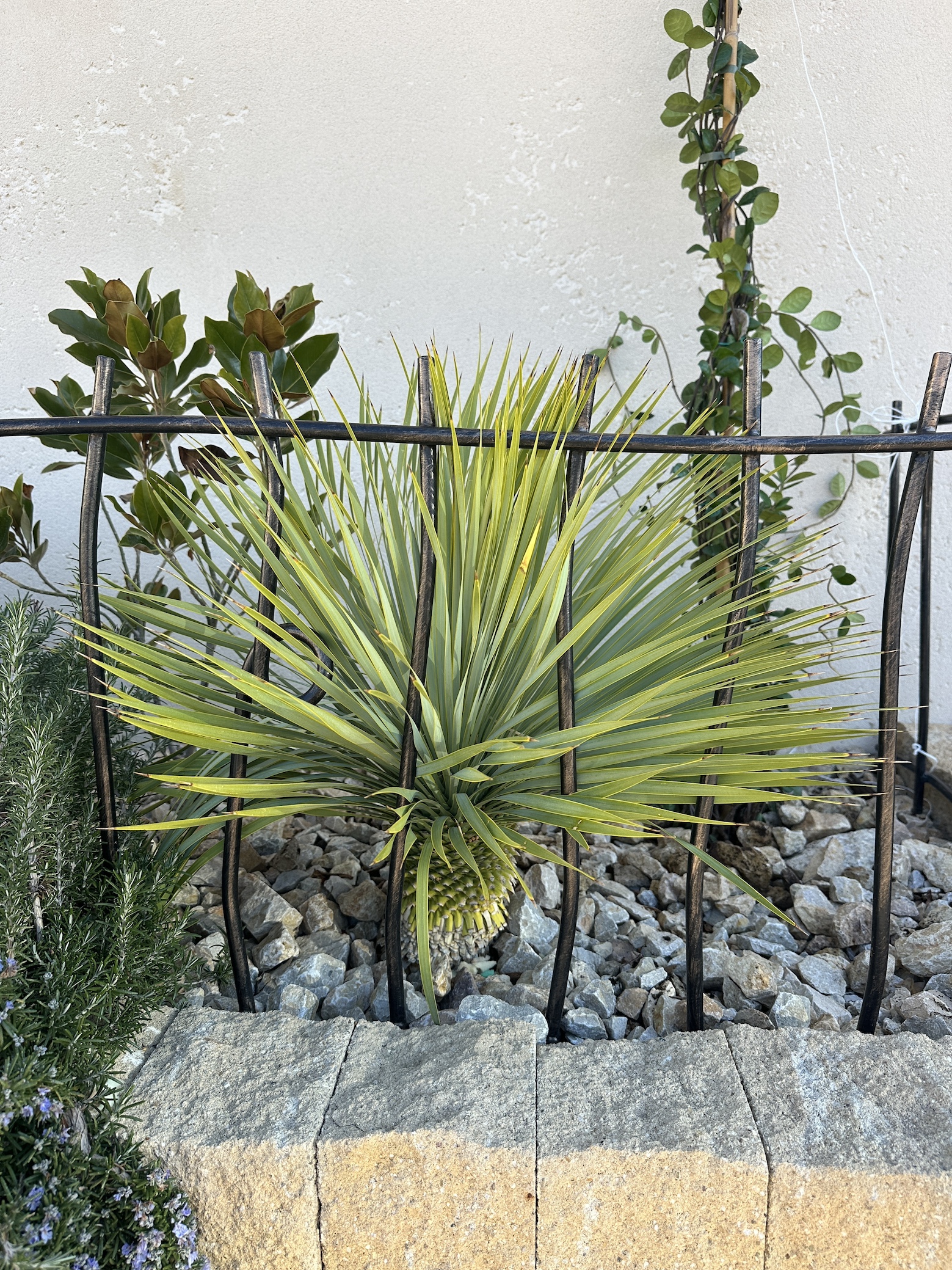 Yucca rostrata / magnolia grandiflora LittleGem / Jasminum officinalis