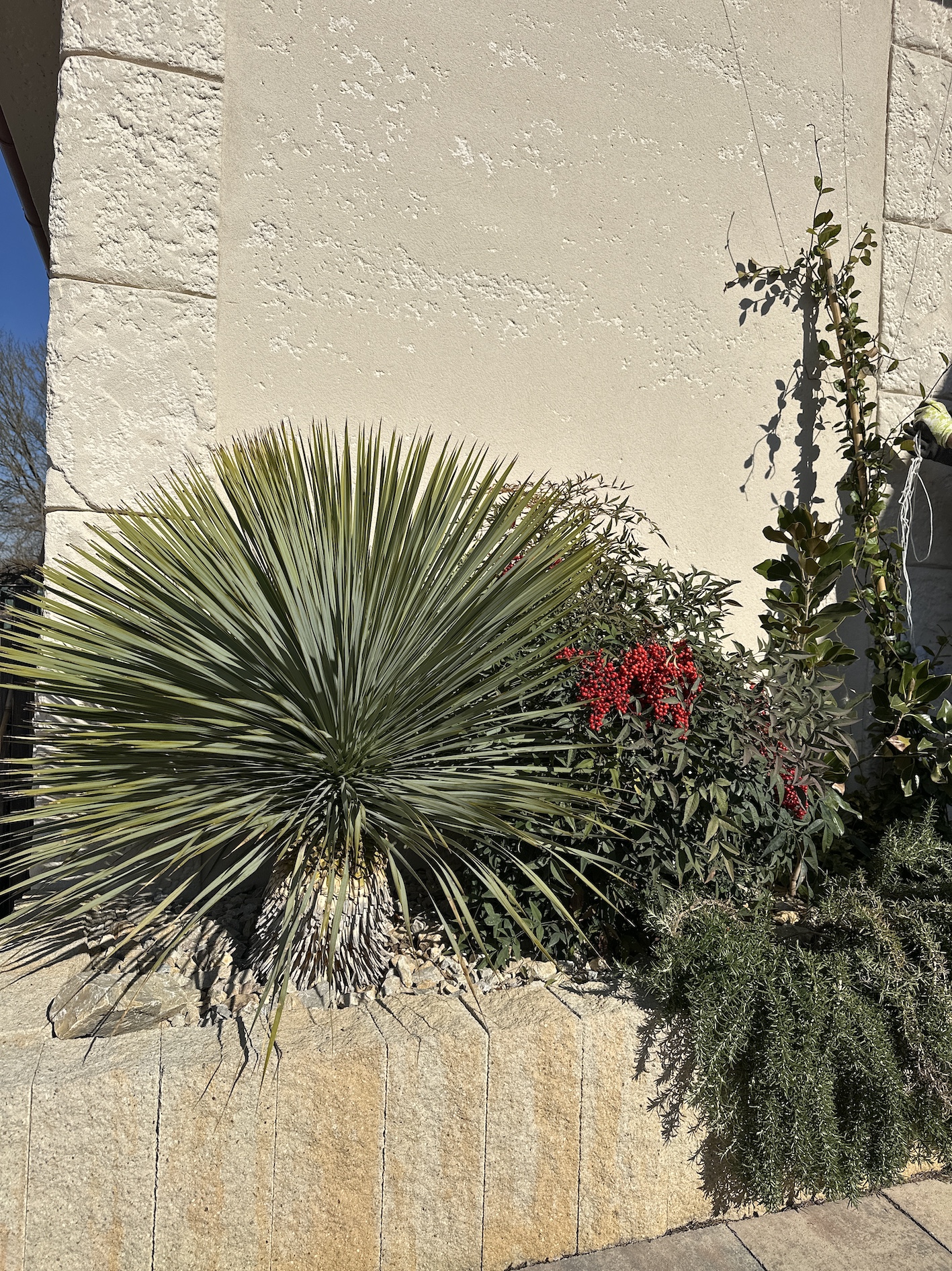 Yucca Rostrata