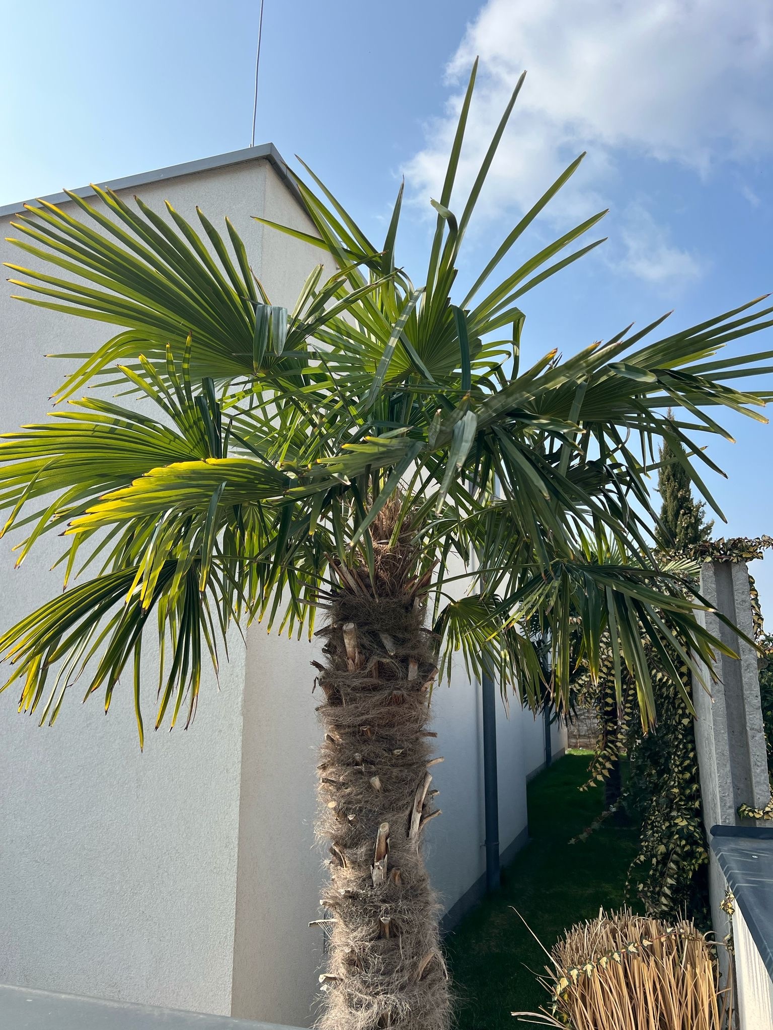 Trachycarpus fortunei