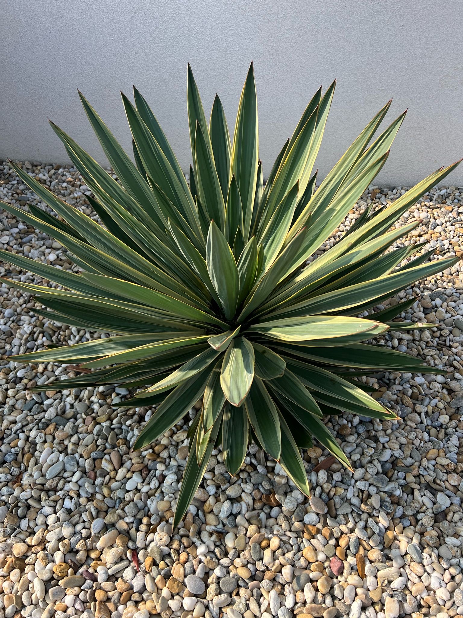 Yucca gloriosa "Variegata"