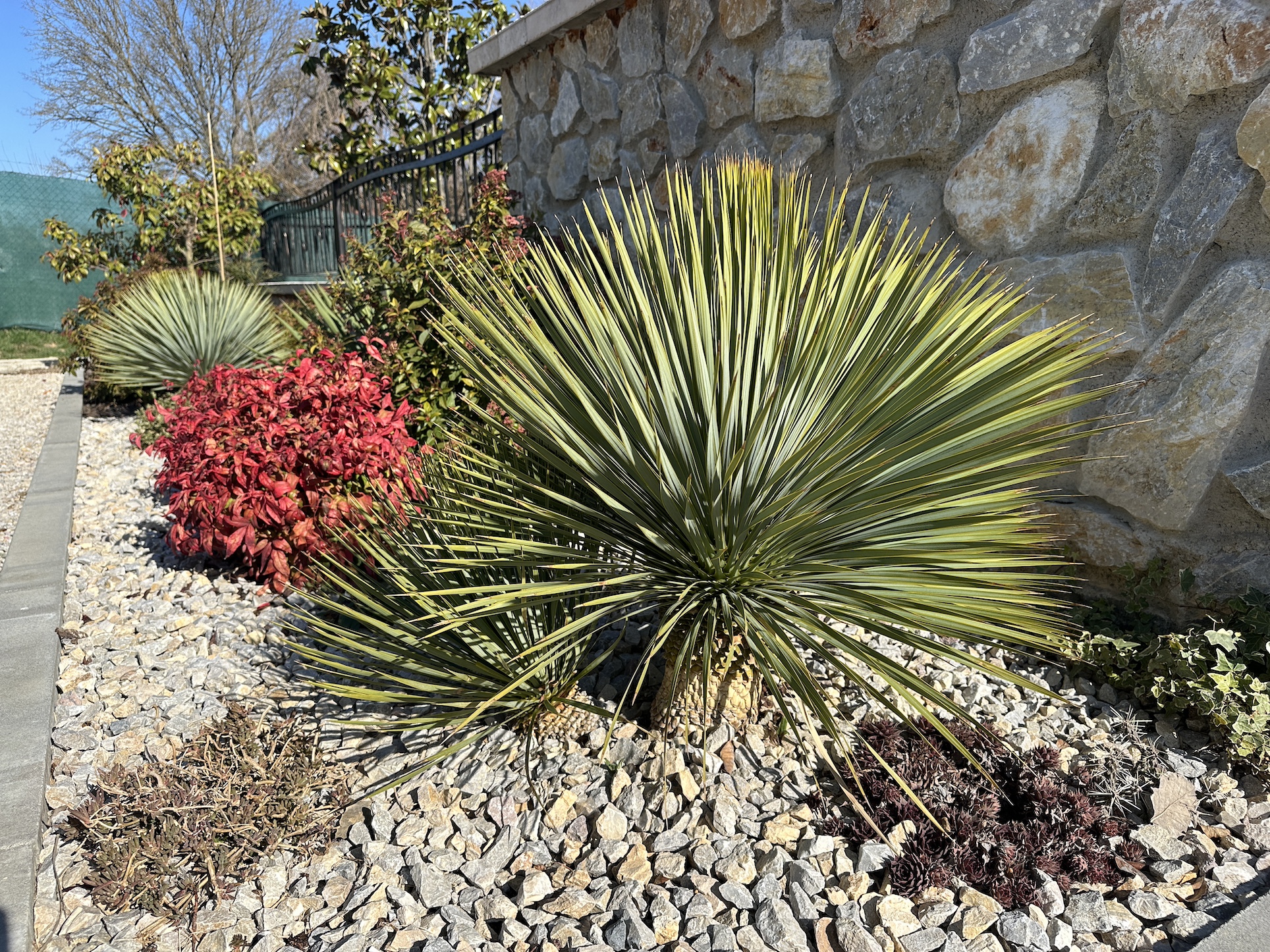 Yucca rostrata / nandina / opuncia