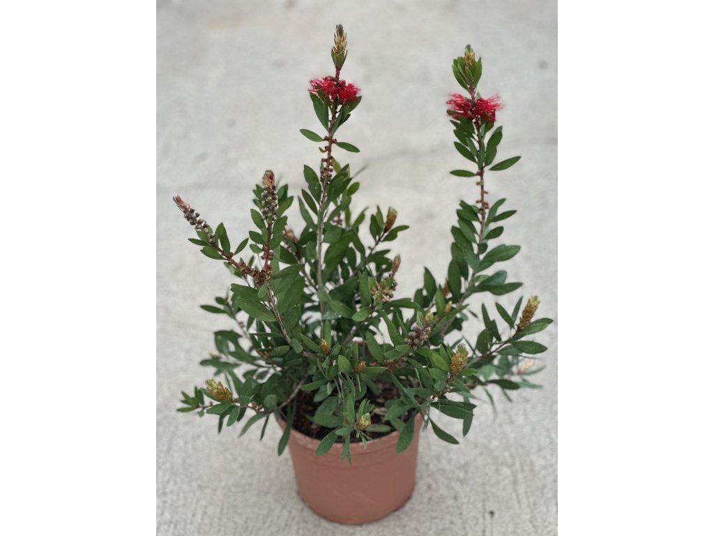 CALLISTEMON LEAVIS