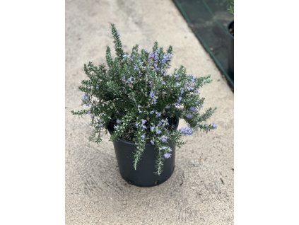 Rosmarinus officinalis