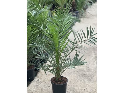 Phoenix Canariensis