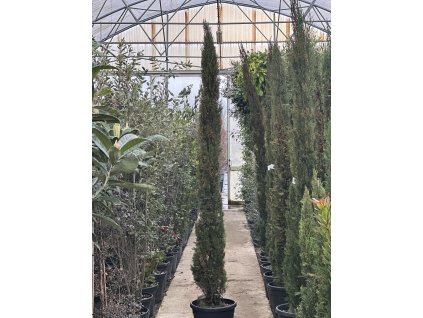 Cupressus sempervirens pyramidalis