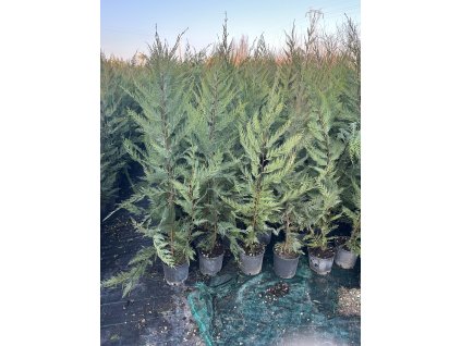 Cupressocyparis leylandii