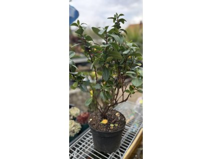 Escallonia
