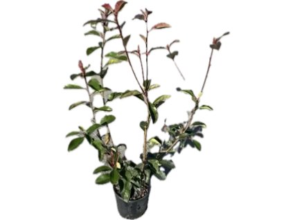 Photinia RedRobin emoji