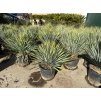 Yucca Rostrata
