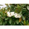 Magnolia grandiflora "Semperflorens" / "Little Gem"