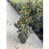 Magnolia grandiflora "Semperflorens" / "Little Gem"