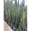Cupressus sempervirens pyramidalis