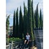Cupressus sempervirens pyramidalis