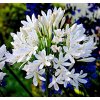 Agapanthus Best in Show scaled 1 859x800