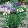 Agapanthus