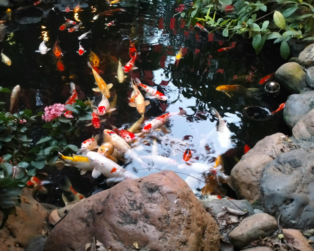 Dusíkový cyklus v jezírku: jak funguje a proč je klíčový pro čistou vodu