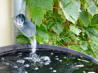 Jak ošetřit dešťovou vodu: klíčová role bakterií