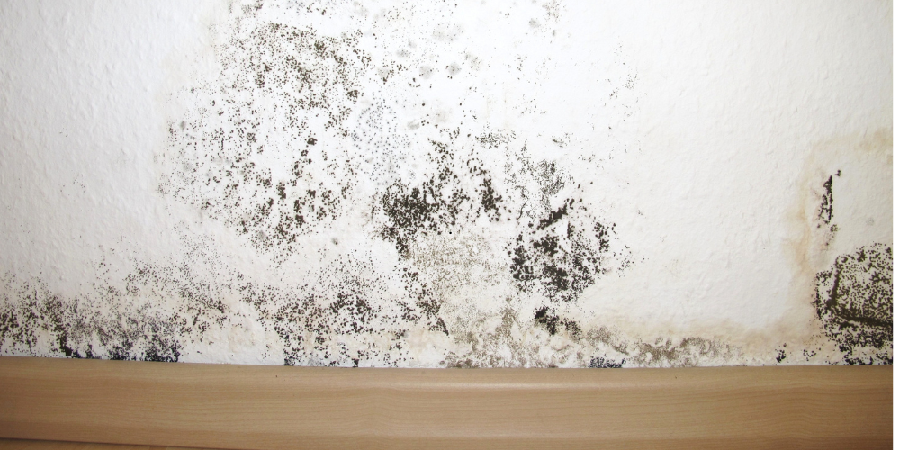 Černá plíseň na zdi: příčiny, zdravotní rizika a jak ji odstranit