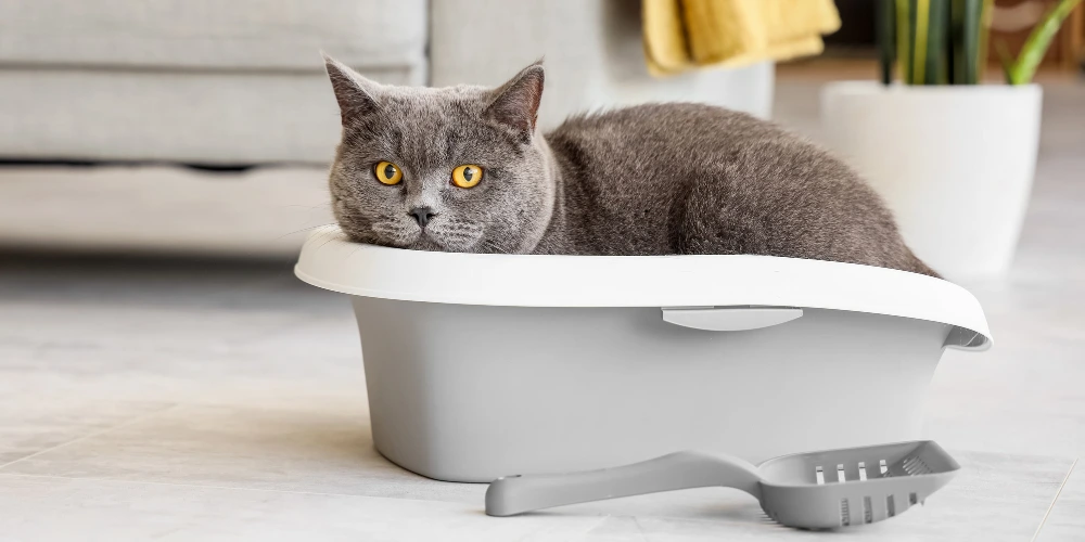 Jak odstranit zápach kočičí moči