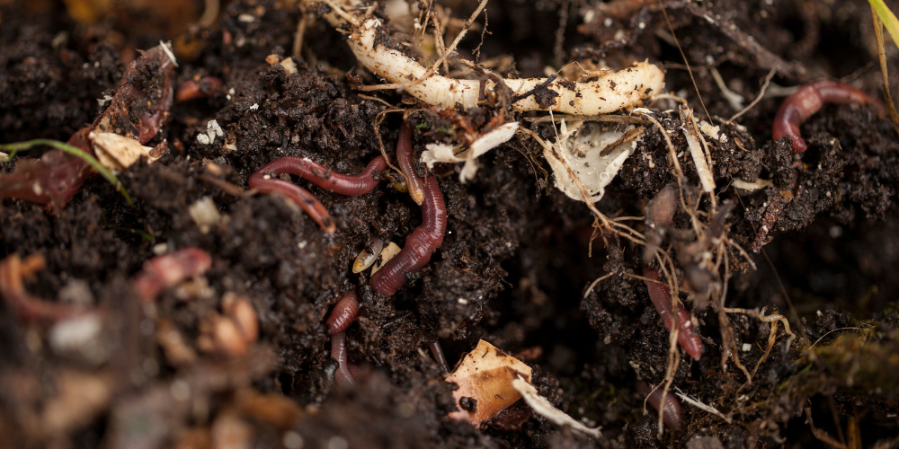 Proč se kompost nerozkládá (a jak ho urychlit)