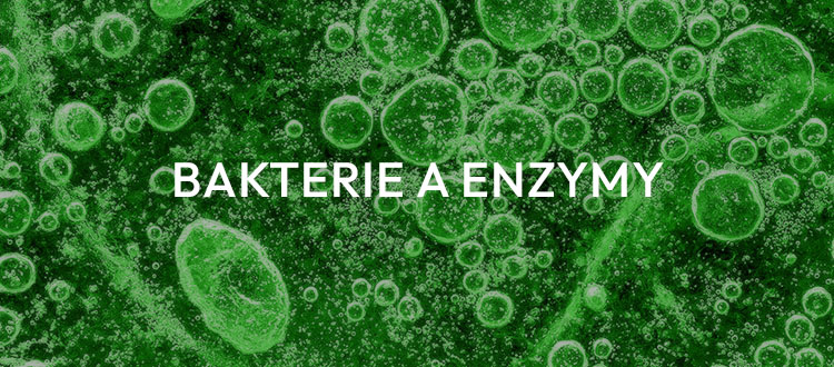 bakterie a enzymy