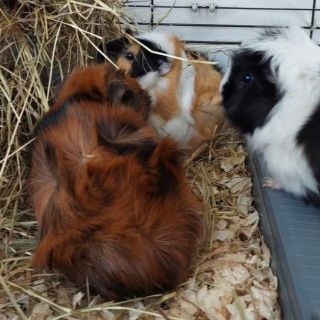 e-shop: www.balik-pytlik.cz