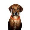 LED obojek dobíjecí Karlie, modrá 75 cm