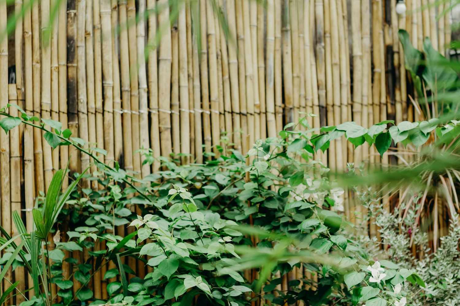 Bambus a jeho využitie v záhrade