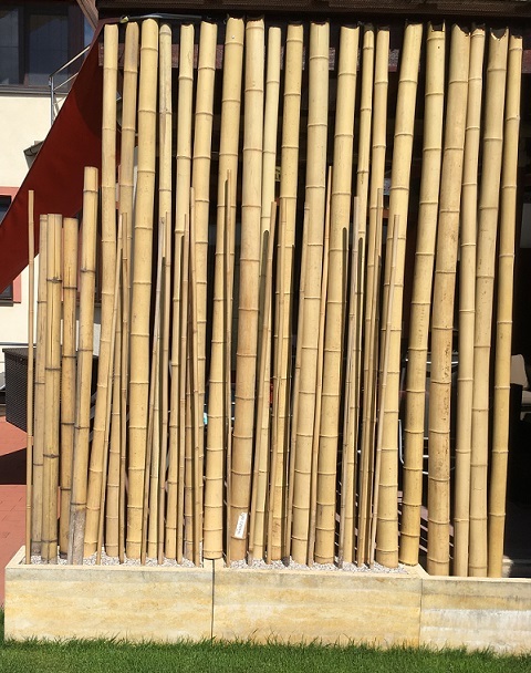 Bambus a jeho využitie v záhrade