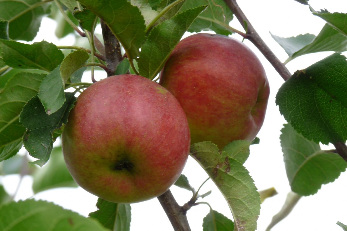 Letné slnko a chuť jabĺk