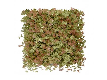 panel kolorowych roslin jiaogulan de65ed6e909b42e18da3bf0d5bdfcb0b 0102bdcb