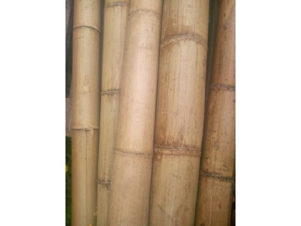 Bambusová tyč 100-120mmx400cm