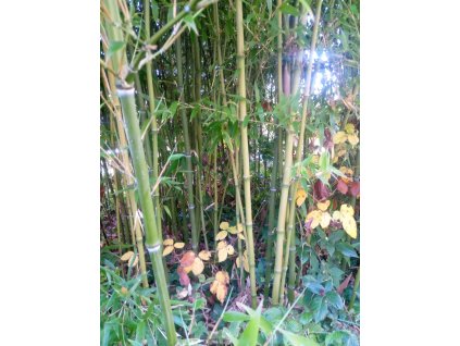 Phyllostachys atrovaginata