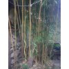 Phyllostachys aureosulcata spectabilis