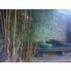 Phyllostachys aurea