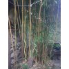 Phyllostachys aurea