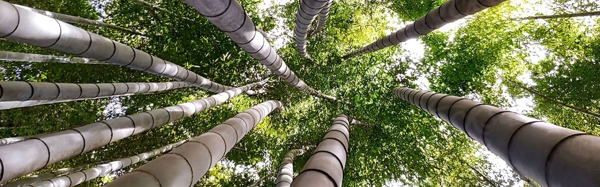 Információk a bambuszról