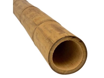 bambusz rud guadua o 11 13 cm