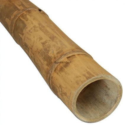 guadua 13 15