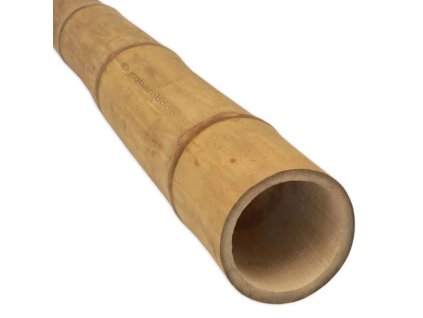 bambusz rud guadua o 7 9 cm