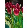 00rucne malovana olejomalba cervene tulipany 60x40