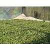 Jingmai tea 11