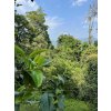 Yibang tea 11