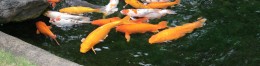 Koi jazero