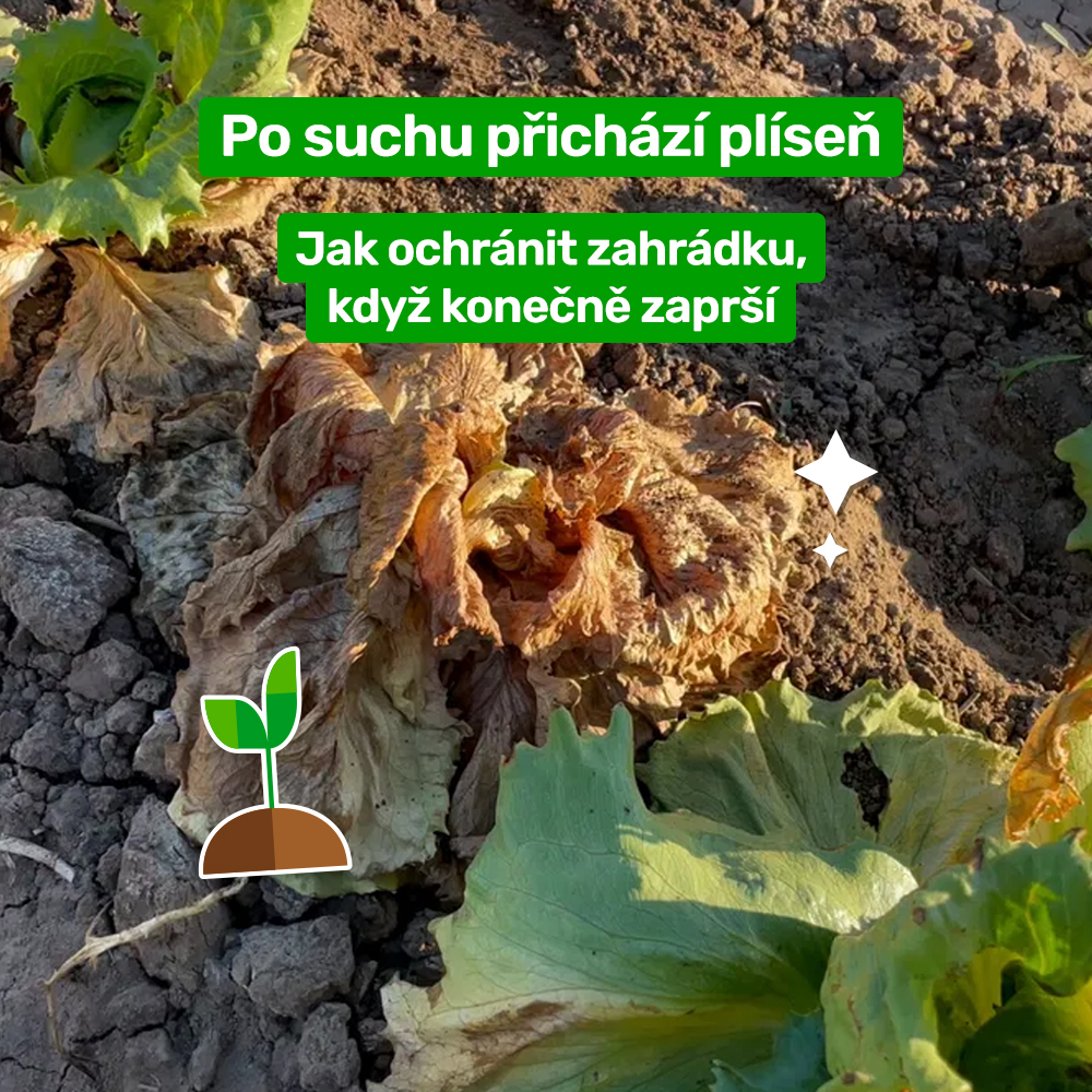 Po suchu přichází plíseň: jak ochránit zahrádku, když konečně zaprší