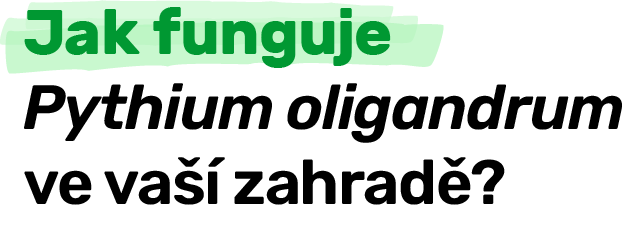 Jak funguje Pythium