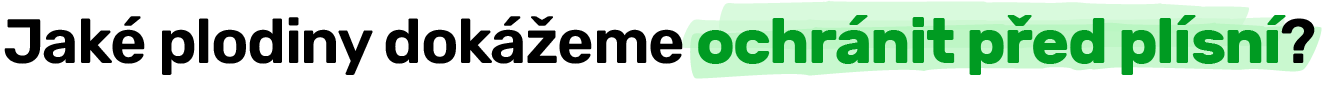 Jaké plodiny dokážeme ochránit před plísní?