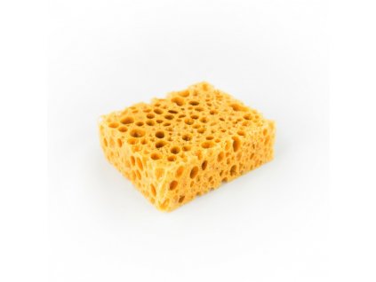 pedag sponge morska houba