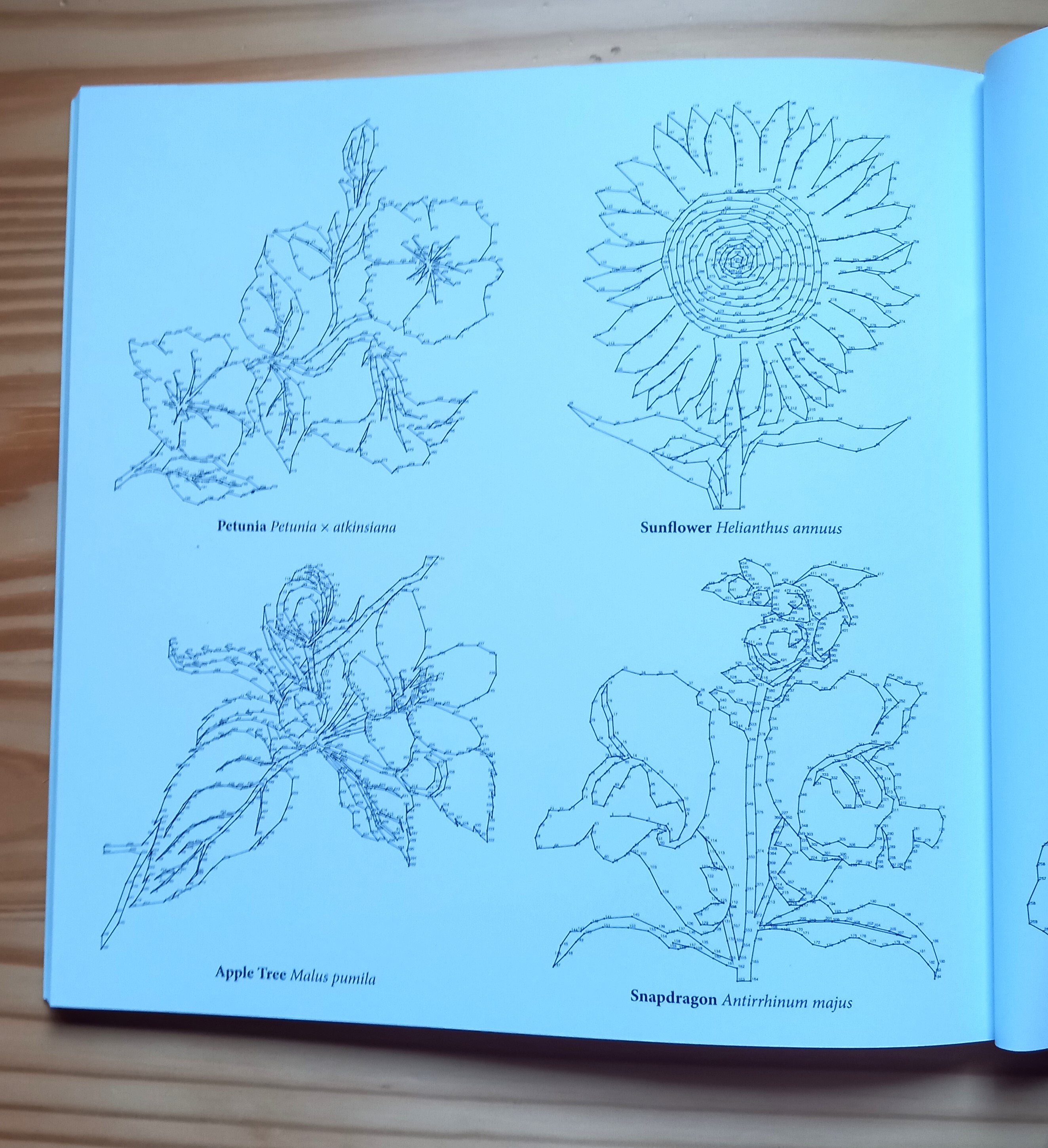 Beautiful Flowers Dot-To-Dot výsledek